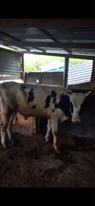 Бык бука голштин бука бычек