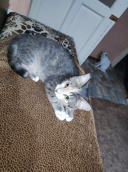 Котёнок девочка 5месяцев