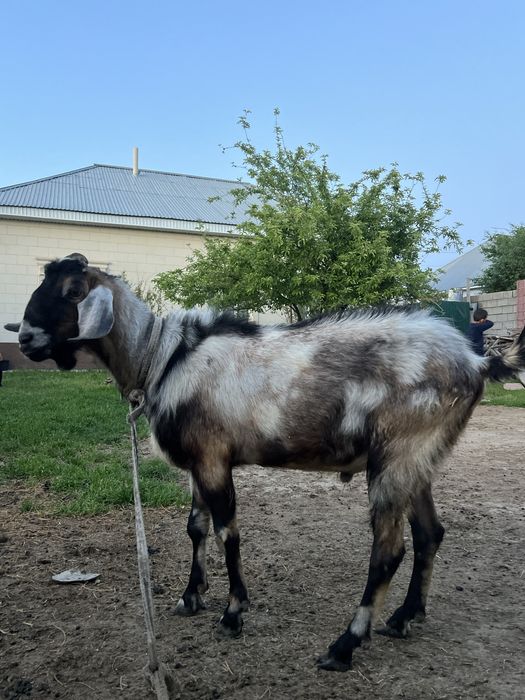 Нубийские теке 2-3еуін туғыздырады