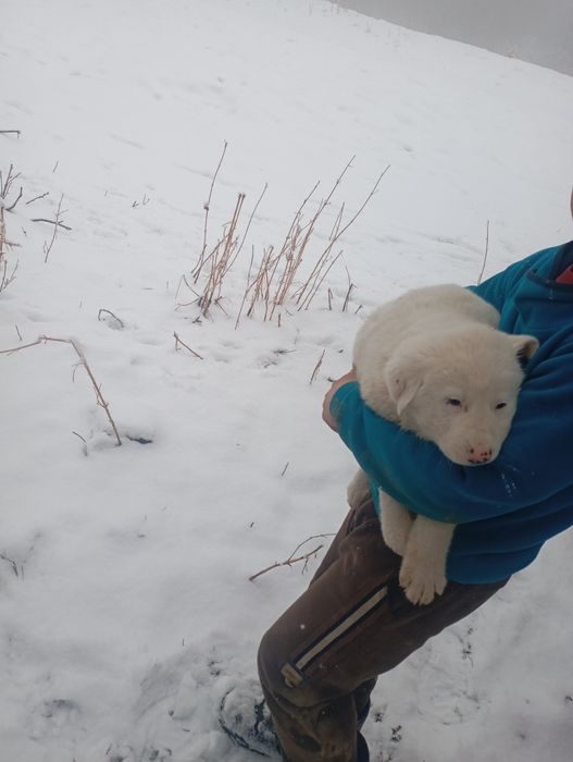 Собака Шенки алабай