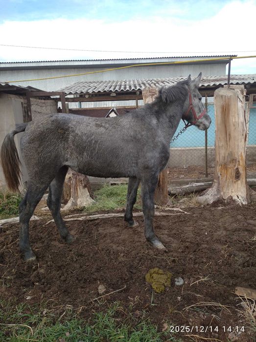 Сельхоз животные