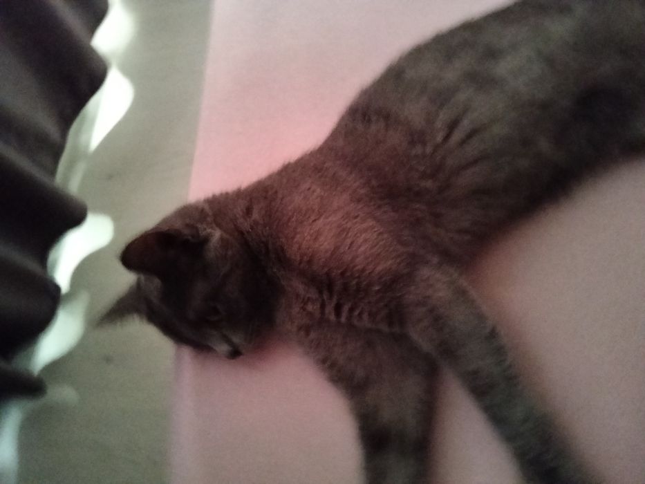 Отдам хорошие руки кошку