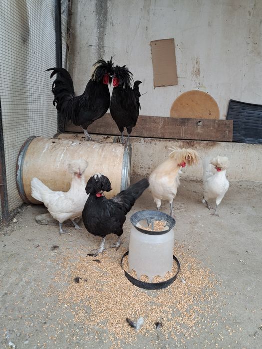 Продавам оплодени яйца от холандска качулата