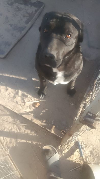 Ищем невесту Кане корсо