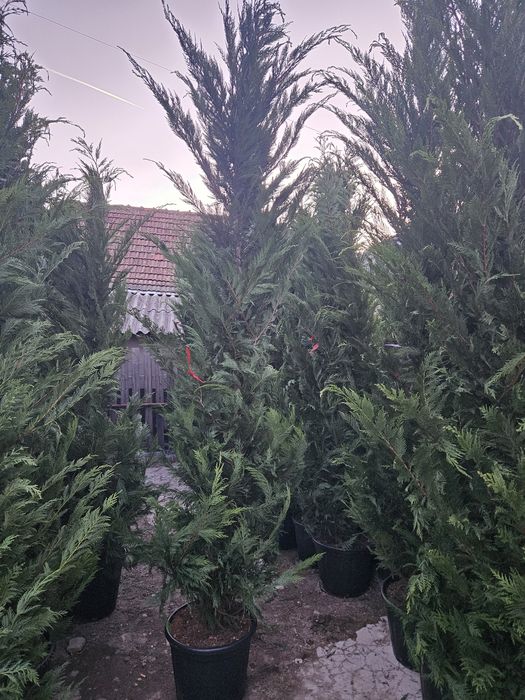 Vindem plante de cea mai buna calitate