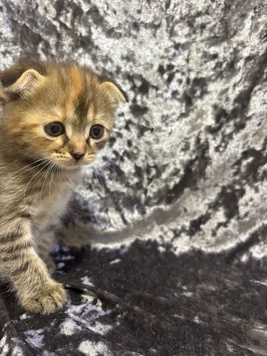Котята скотиш фолд