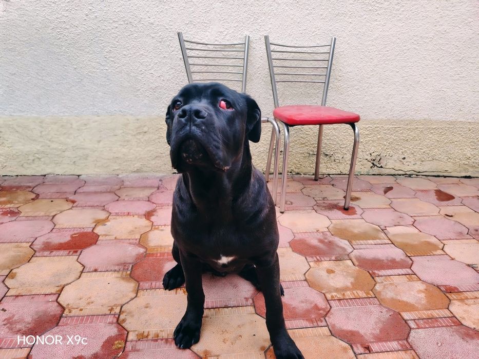 Кане корсо 6 месяцев