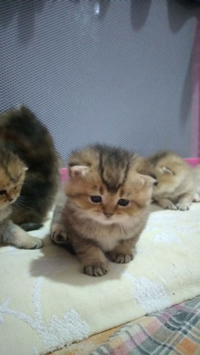 Шотландский вислоухий котёнок, золотой табби (ny12), мальчик, 2 месяца