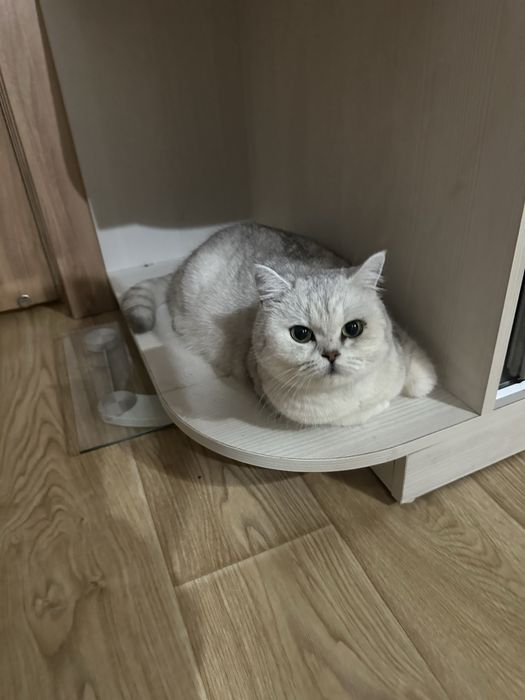 Кошка серебристая шиншилла