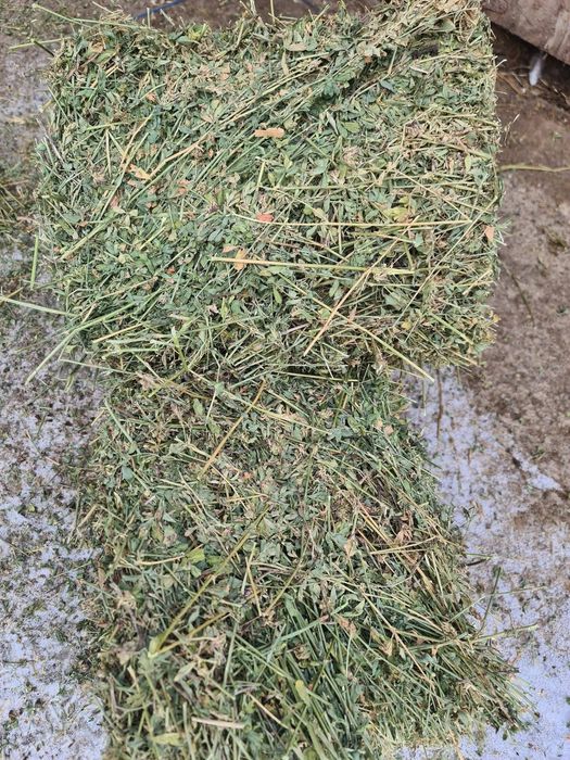 Vând baloti de lucerna