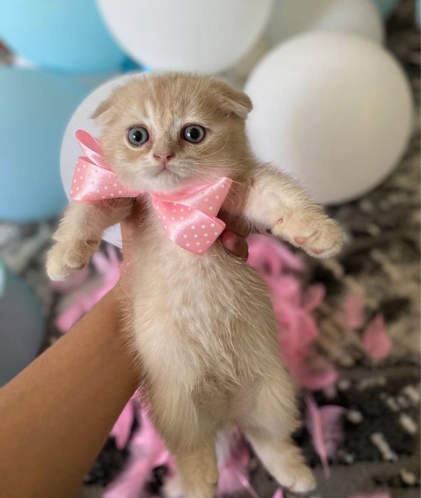 Котенки Золотая Шиншилла Приучены к лотку