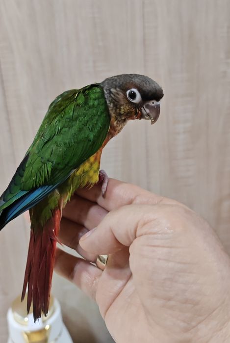 Продаётся ручной попугай.