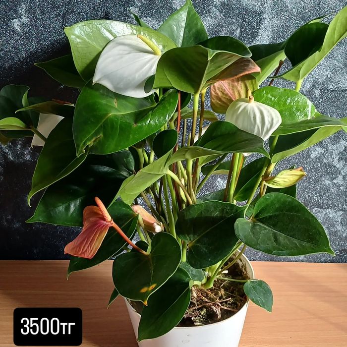 Комнатные растения от 2500