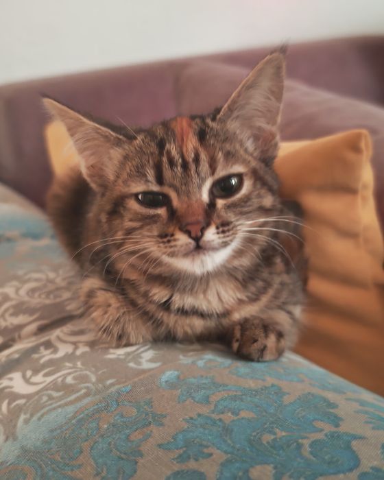 Отдаем котенка девочку в добрые руки