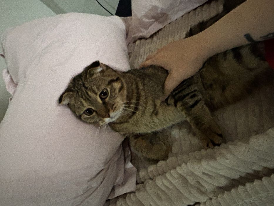 Ищет дом замечательный котик!