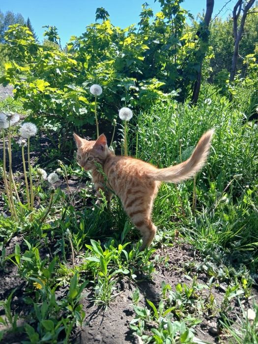 Солнечный котик ищет семью