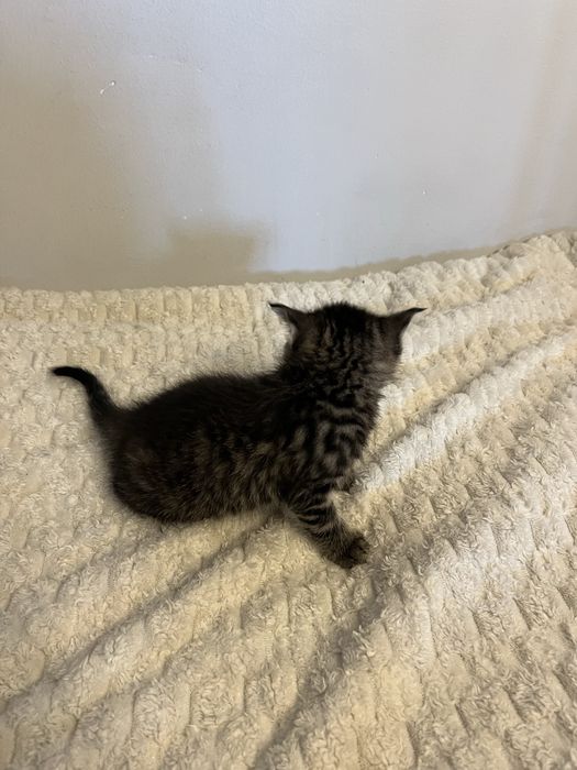 Котята породистые