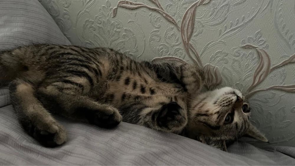 Котенок отдам бесплатно