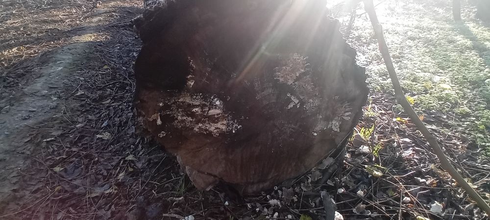 Lemn de nuc tăiat în toamnă