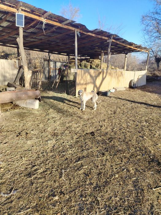 Тазы ит сатылады