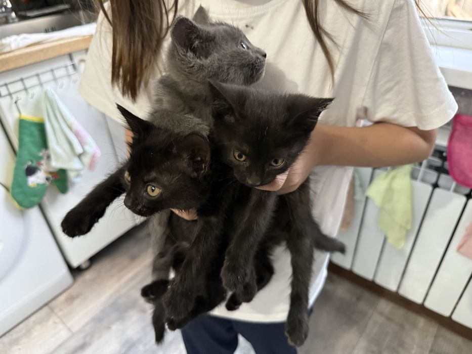 Отдам котят в добрые руки