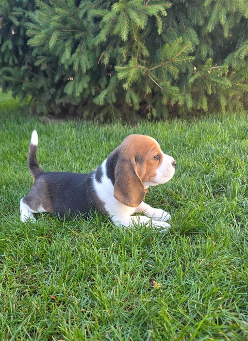 pui Beagle  frumos TIP A