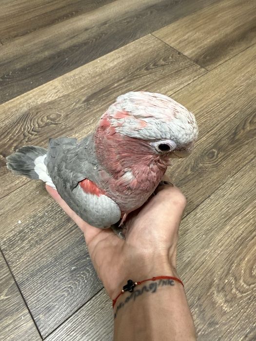 Ръчно хранено Розово Какаду