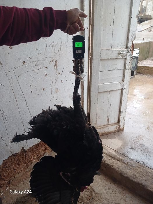 Еркак курка сотилади