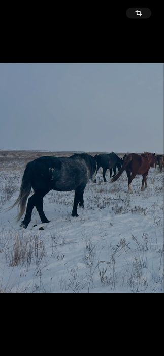 Айғыр сатамын немесе ауыстырамын