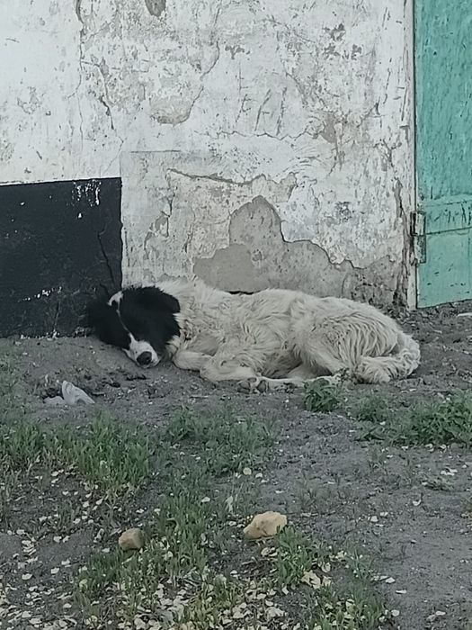 Дарю собачат в добрые надёжные руки