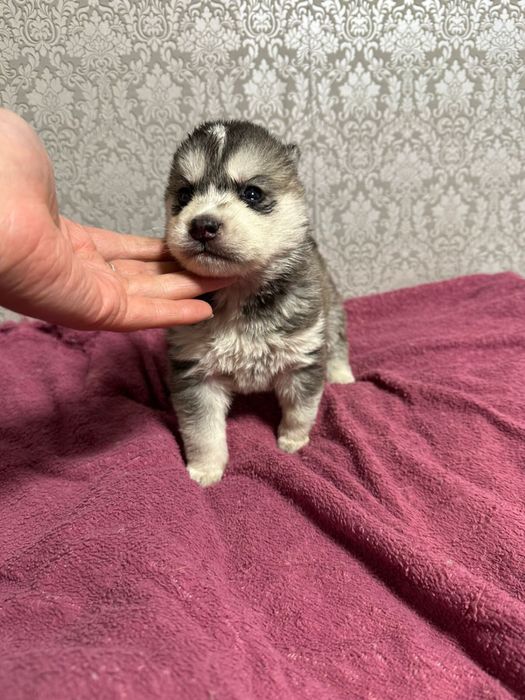 Щенки сидирского хаски