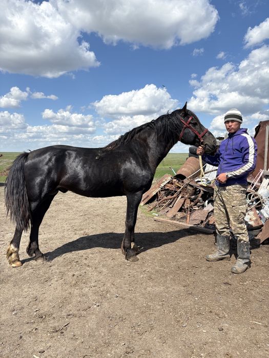 Айғыр сатылады міңгі