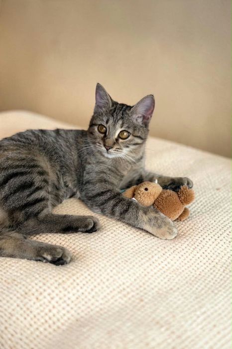 Котенок девочка ждёт семью