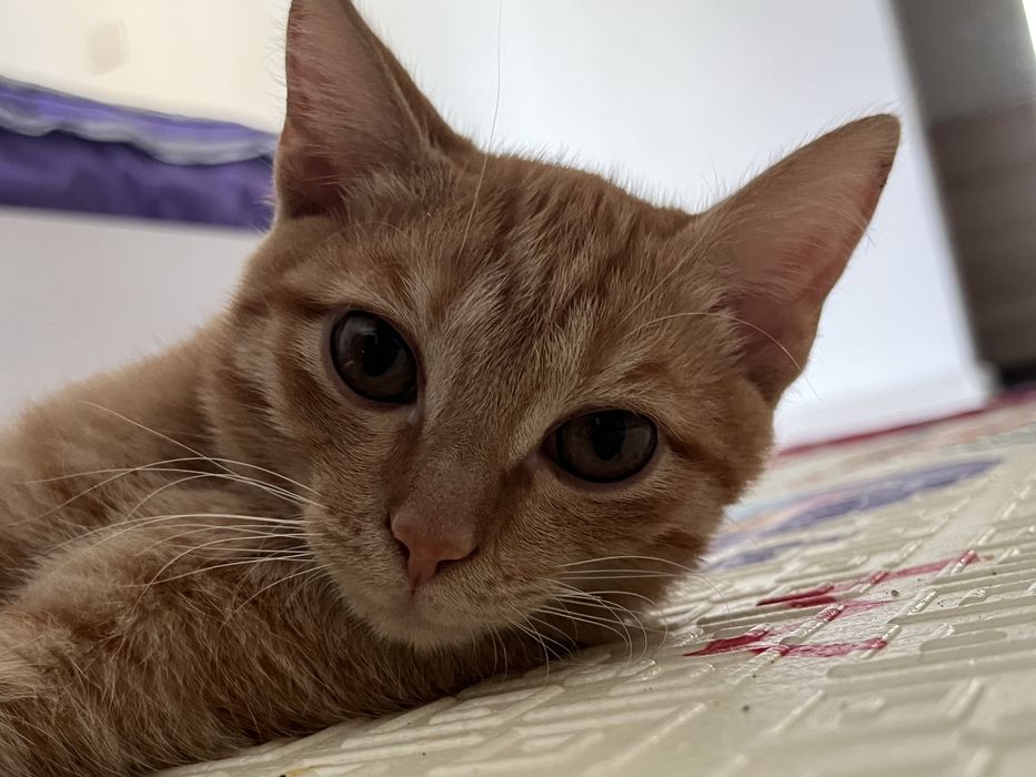 Кошка любит играть