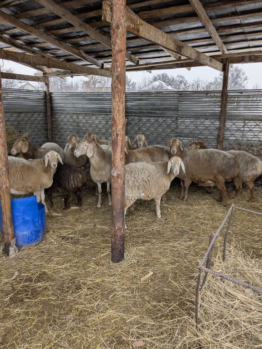 Арашан матки на продажу