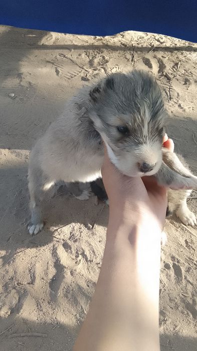 Төбет күшіктер .