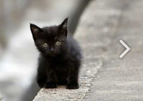 Отдам даром котёнка