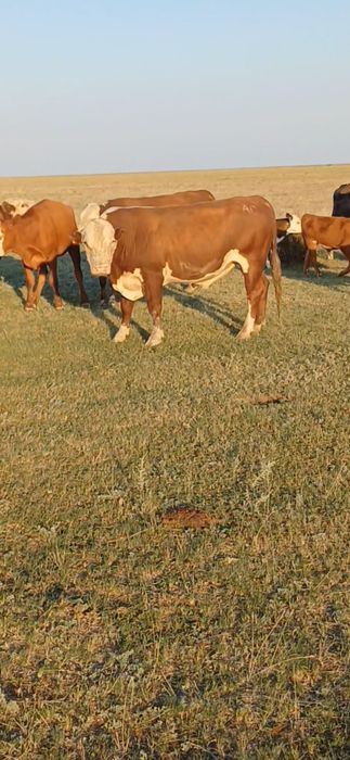 Букалар сатылады