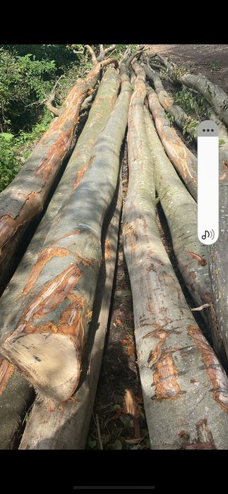 Vând lemne de foc fag, stejar