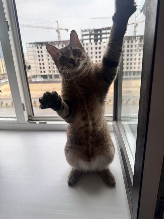 Отдам котенка в очень добрые руки