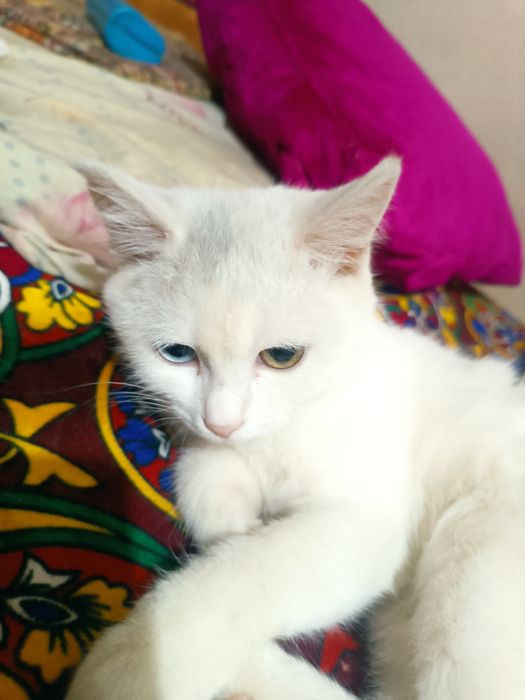 Turetskiy Angora ikki xil ko'z qiz bola sotiladi