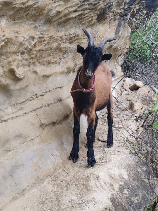 Țap și țăpuc alpin de vânzare!