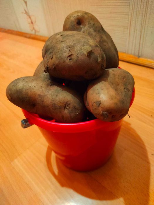 Картофель дачный