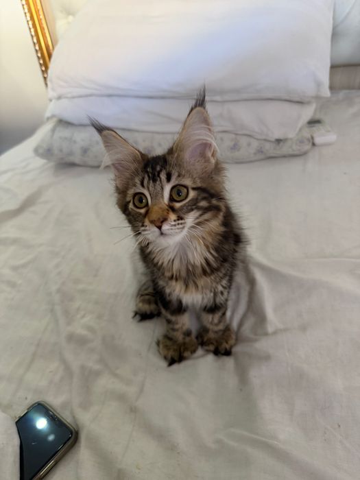 Мейн кун полидакты