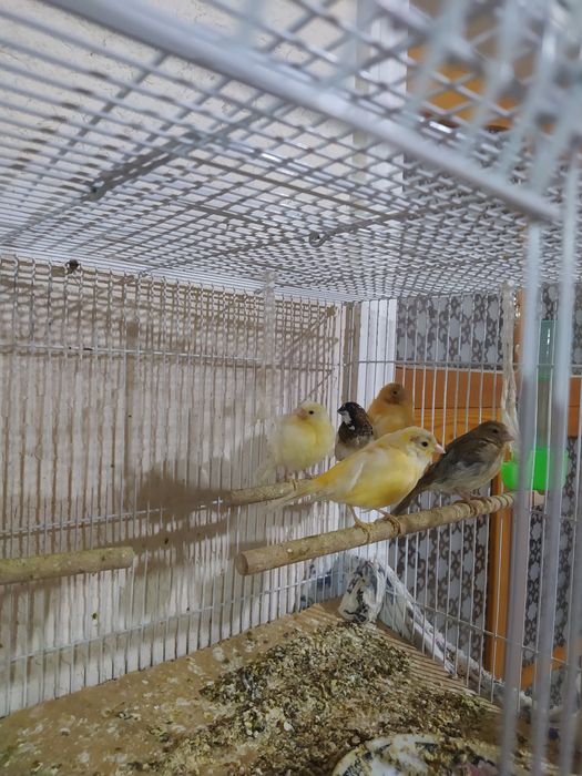 Kanareyka nar va tayyor moddalar