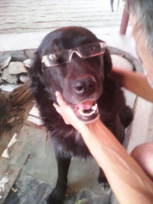 Охрана.продам щенков для охраны дома,сторожевые.