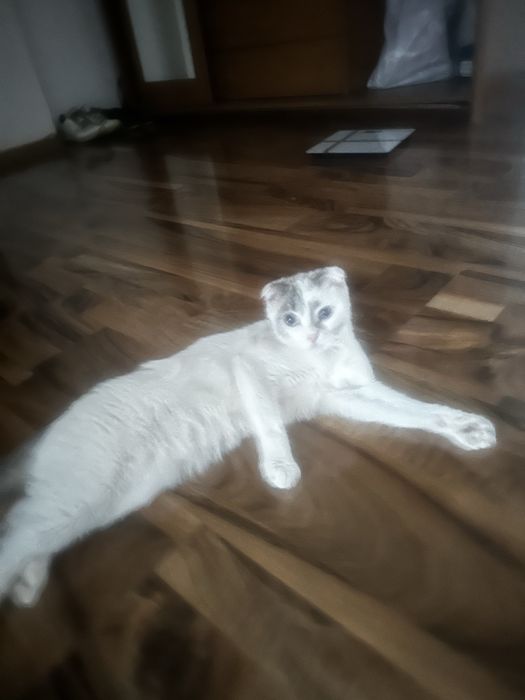 Кошка девочка веслоуха