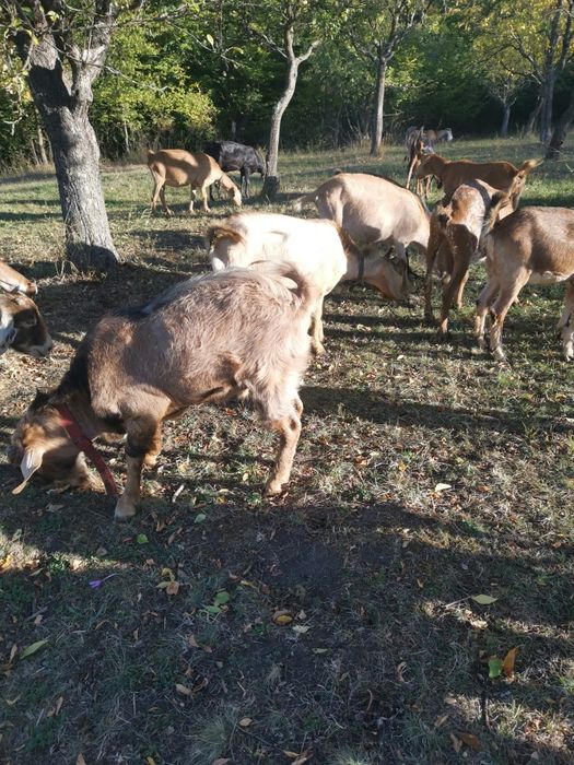 Vind tap anglonubian de 1 an bun de monta
