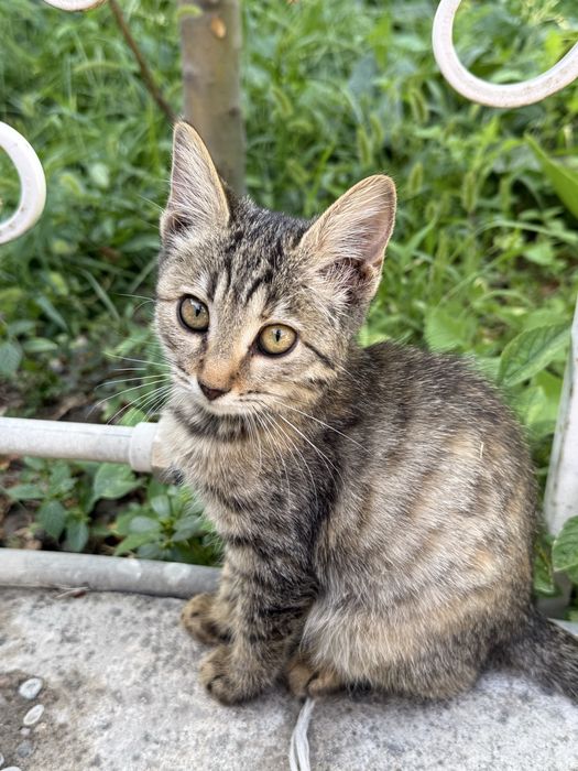 Котята Бенгалы полукровки