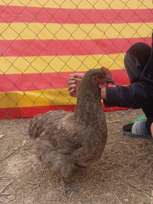 Тауықтар мен қораздар